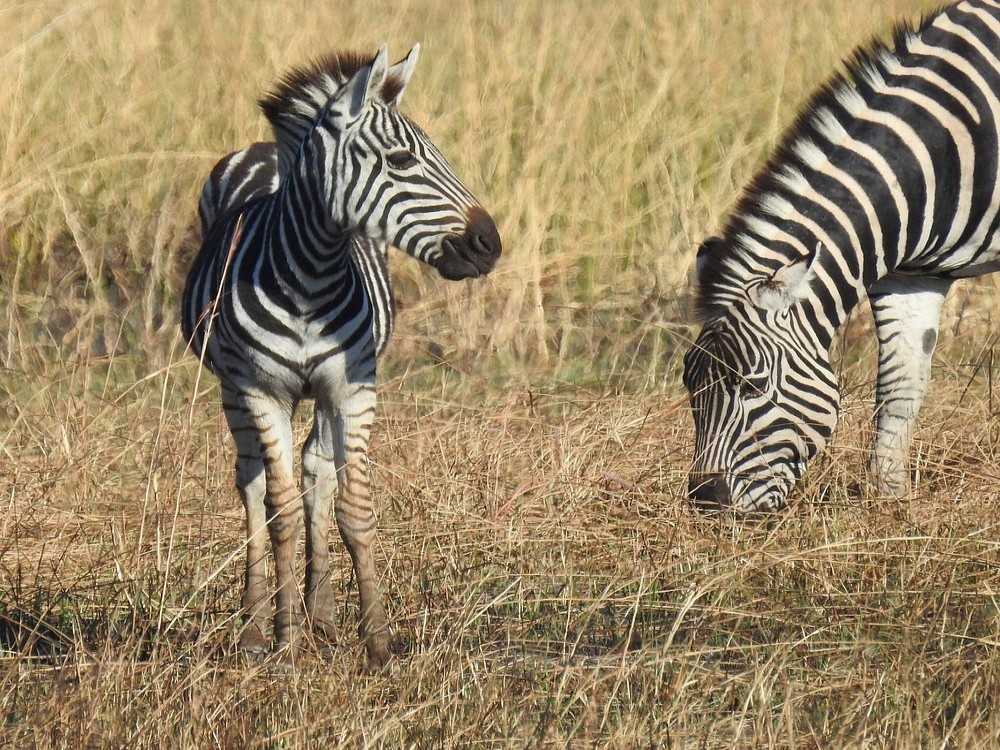 African Bush Lovers Travel & Tours Safaris
