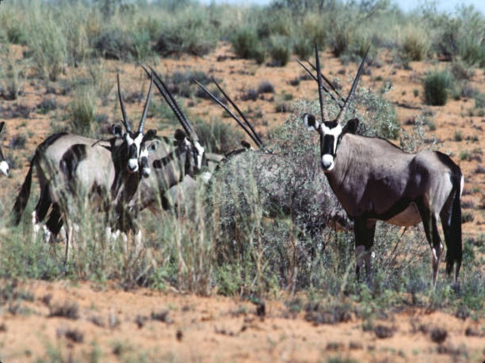 Kalahari Tours
