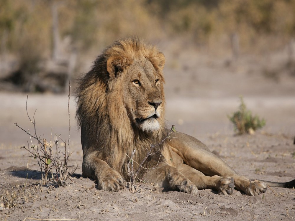 Kalahari Tours