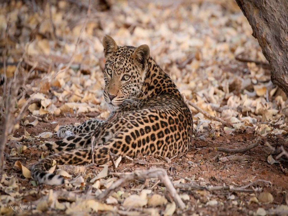 Kalahari Tours