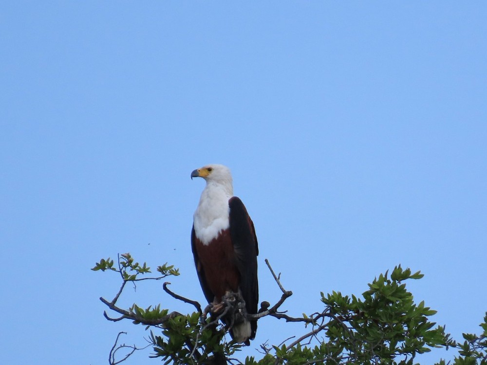 Chobe River Boat Cruises