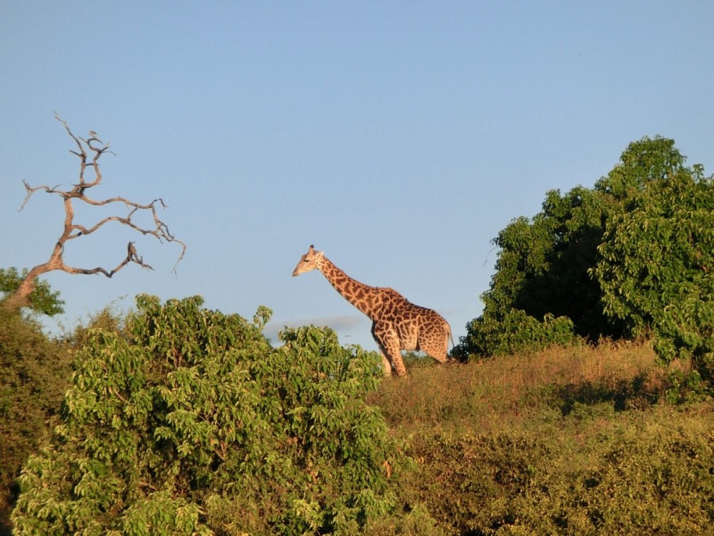 Chobe River Boat Cruises