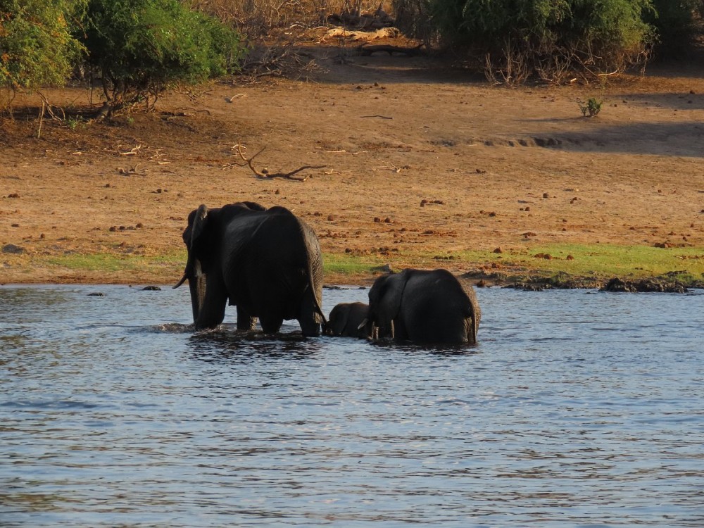 Chobe River Boat Cruises