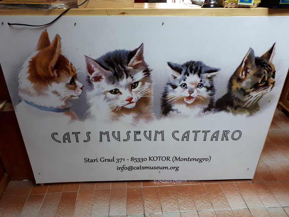 Cats Museum