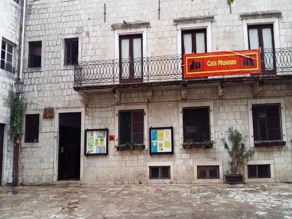 Cats Museum