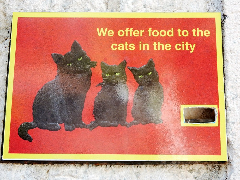 Cats Museum