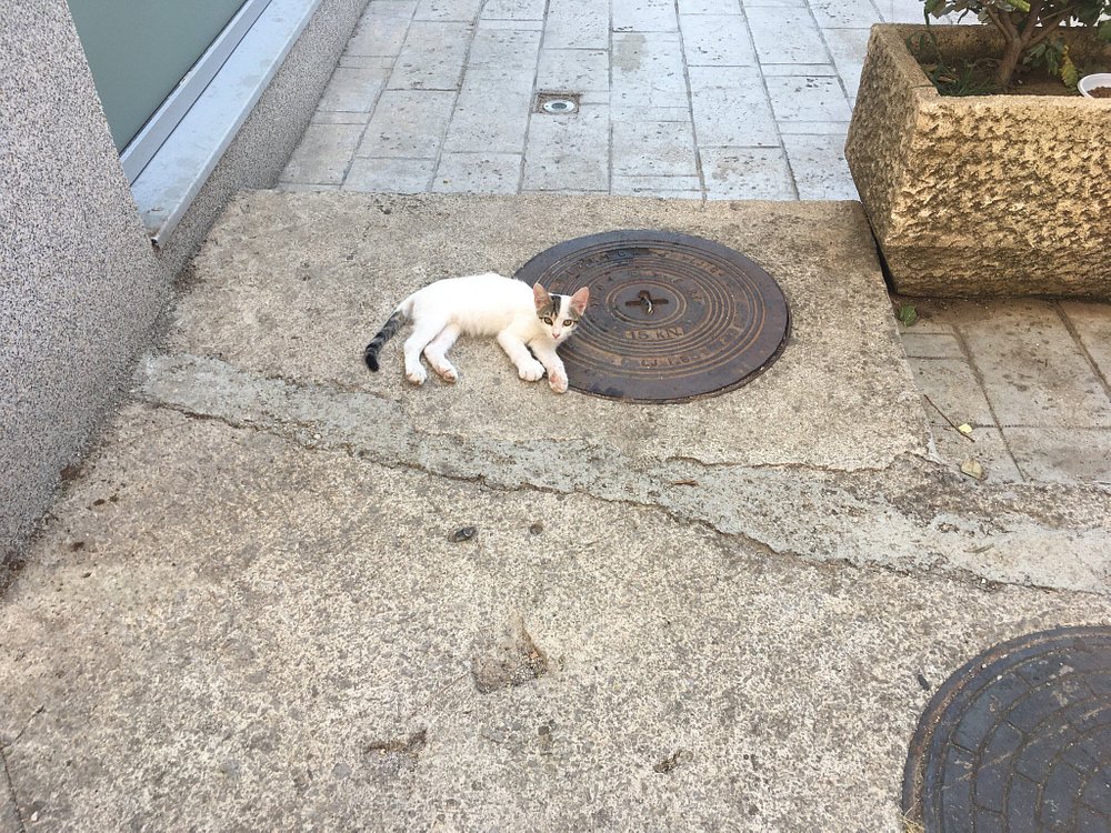 Cats Museum