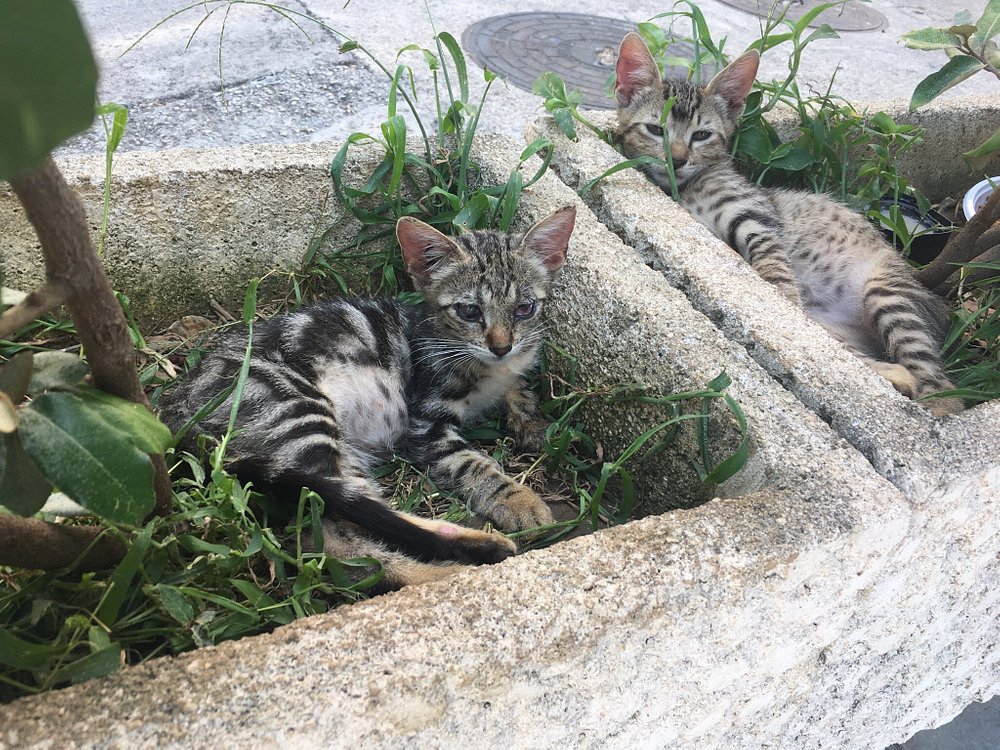 Cats Museum
