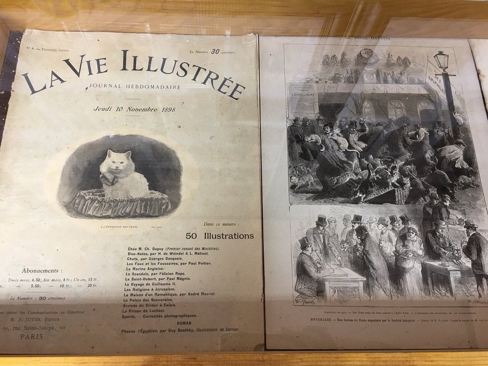 Cats Museum