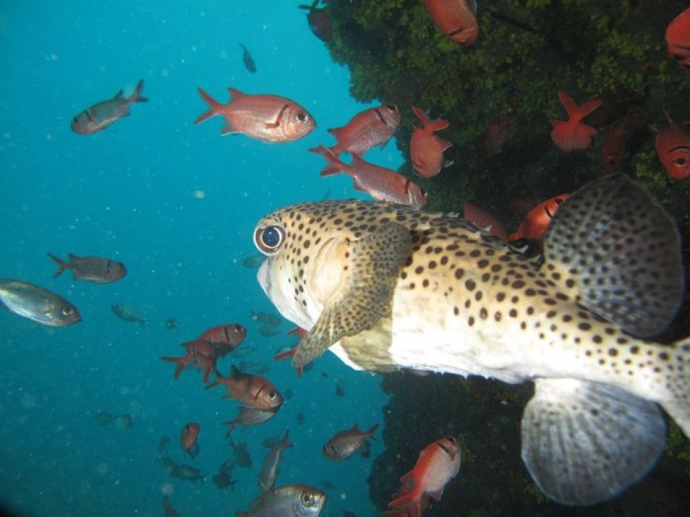 AAA Maio Diving