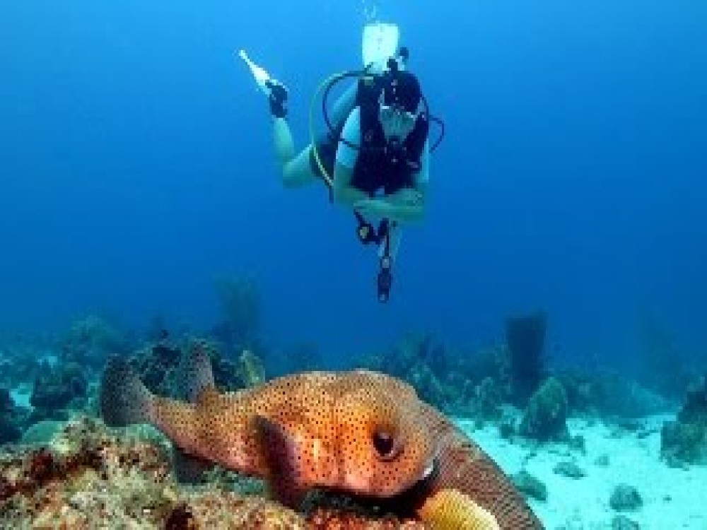 AAA Maio Diving