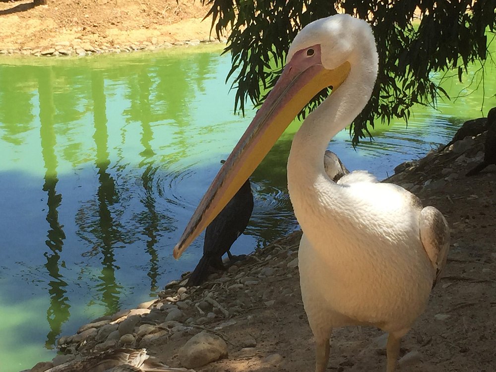 Parque Zoológico De Lagos