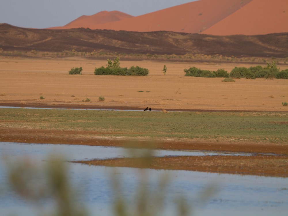 The Lake of Merzouga