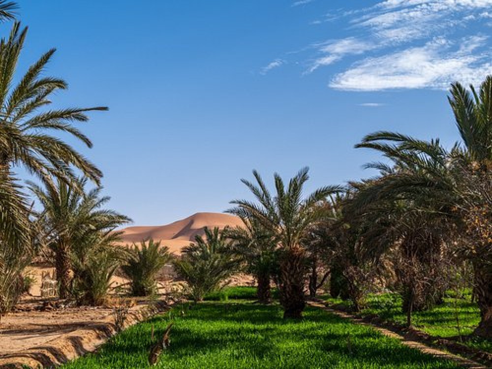 Hassilabied Gardens