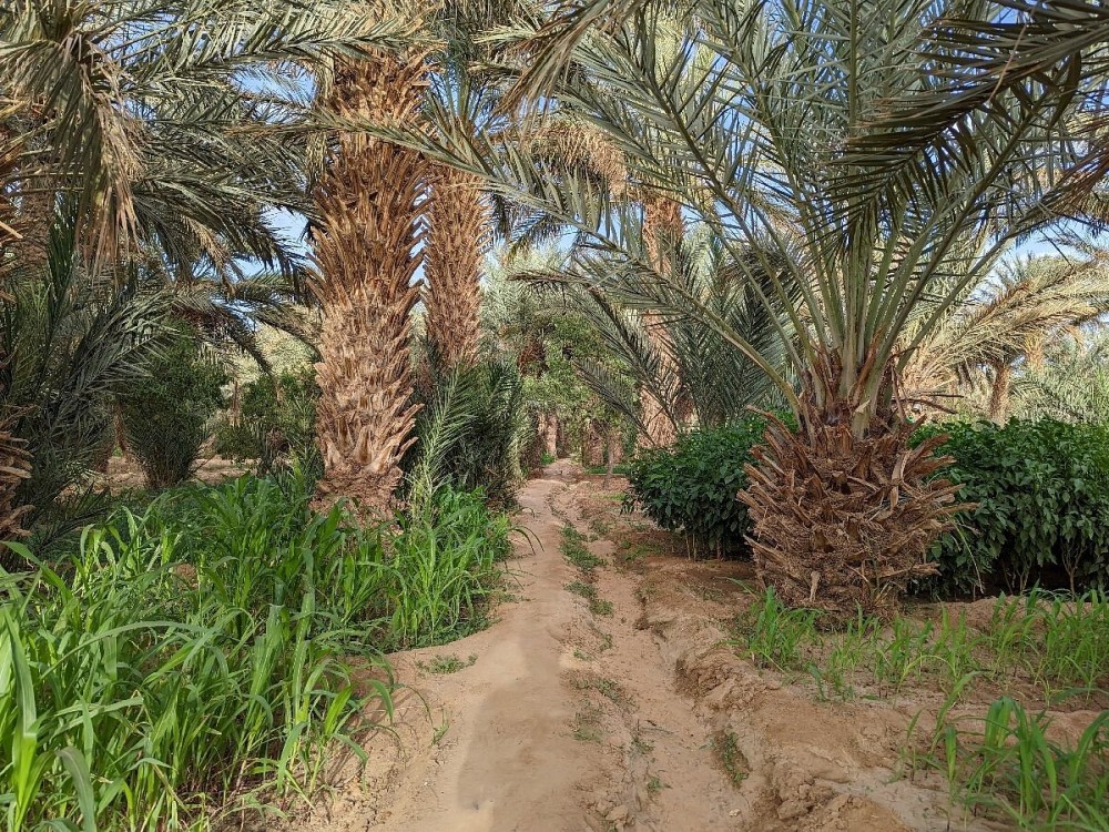 Hassilabied Gardens