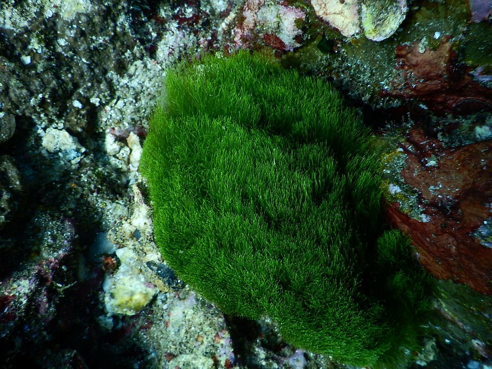 Richelieu Rock