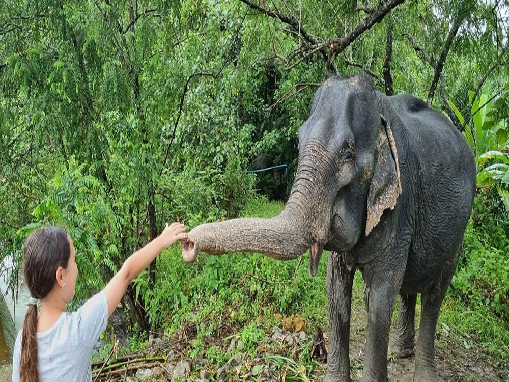 Supaporn Elephant Camp