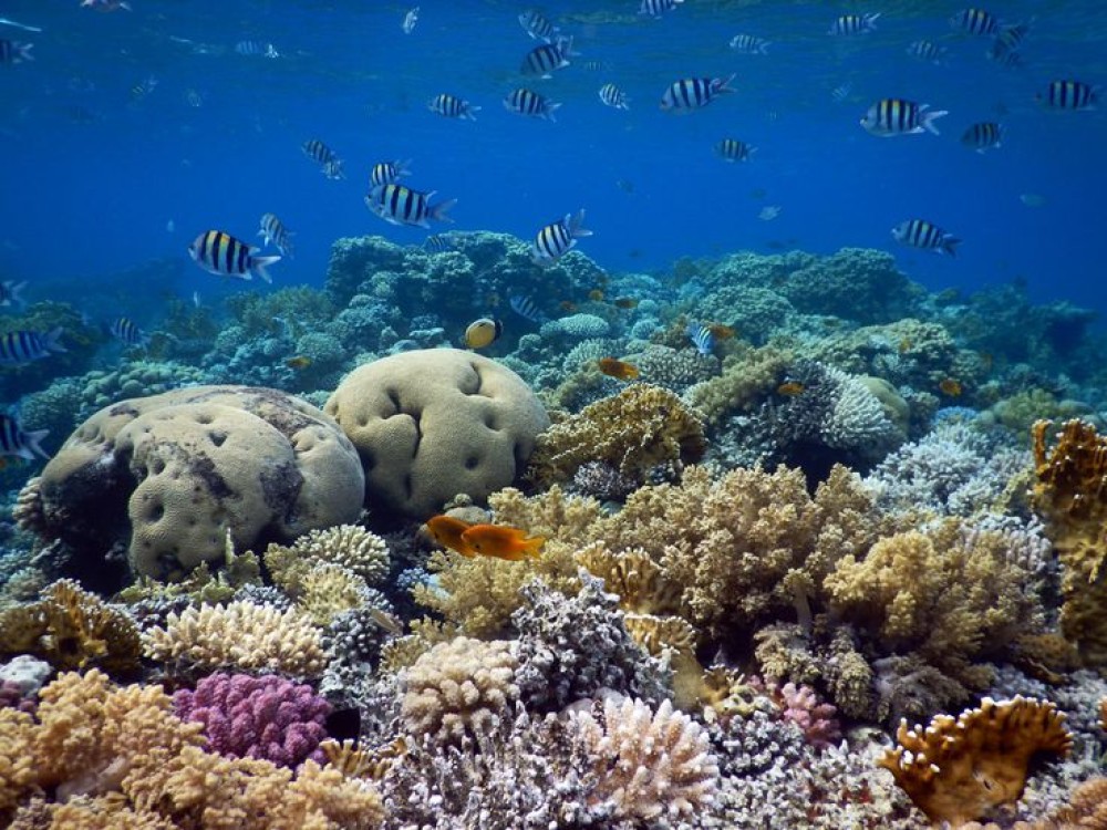 Coral Reefs