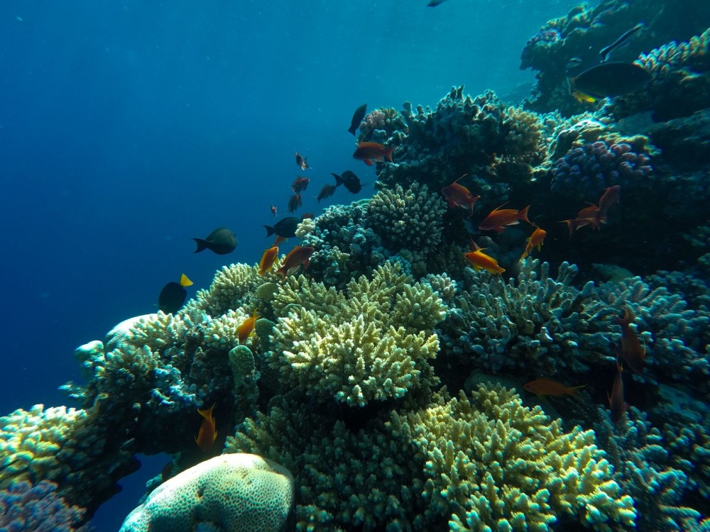 Coral Reefs