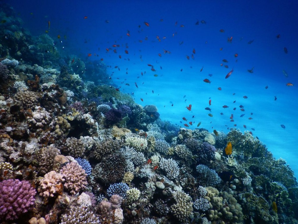 Coral Reefs