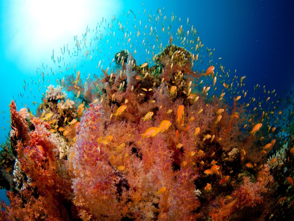 Coral Reefs