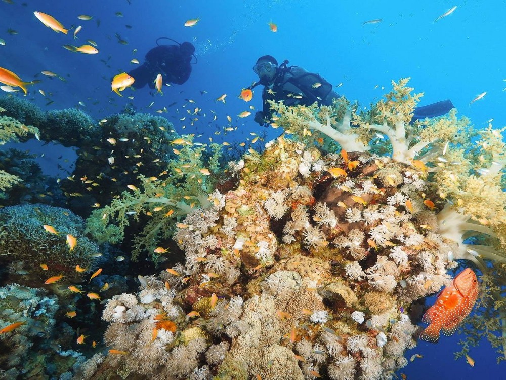 Coral Reefs