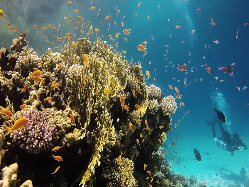 Coral Reefs