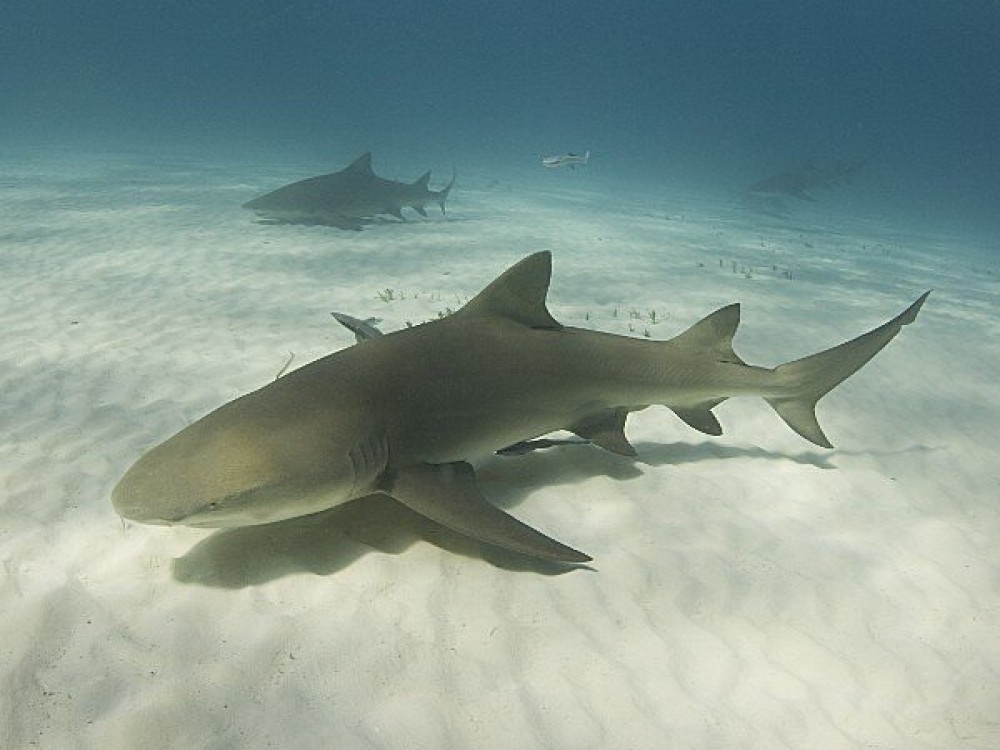 Sao Nicolau Diving