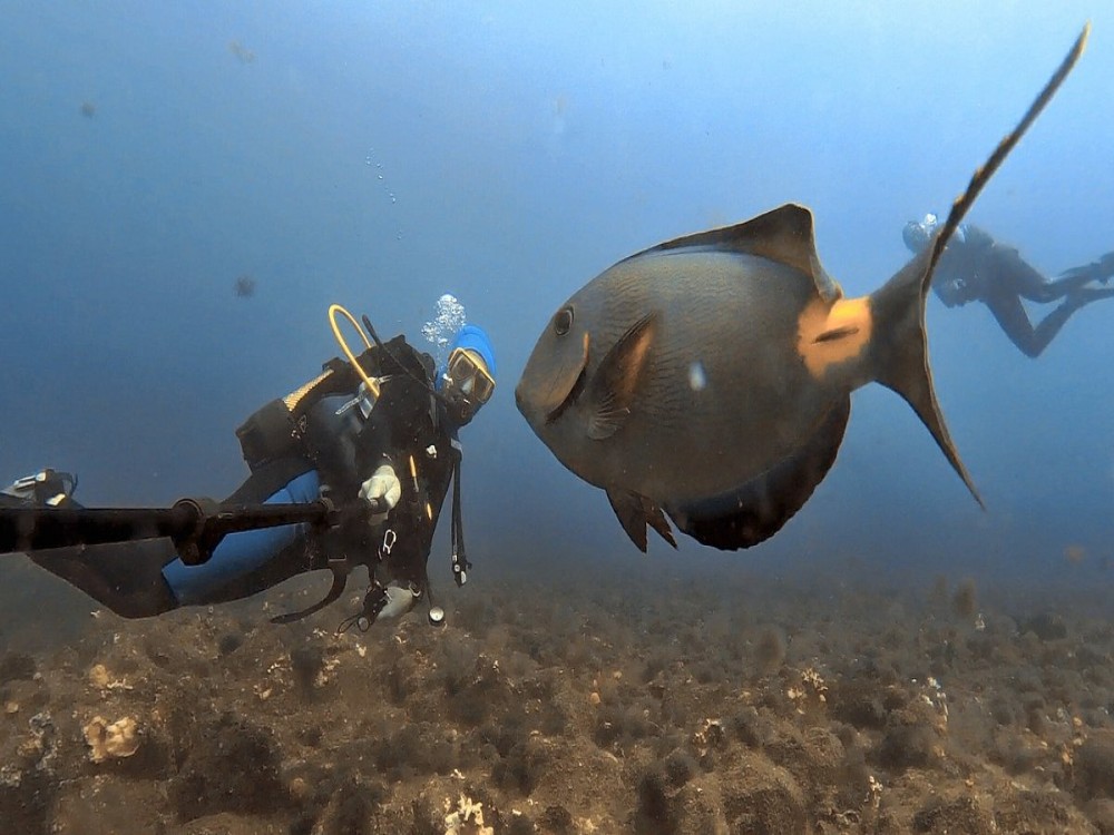 Sao Nicolau Diving