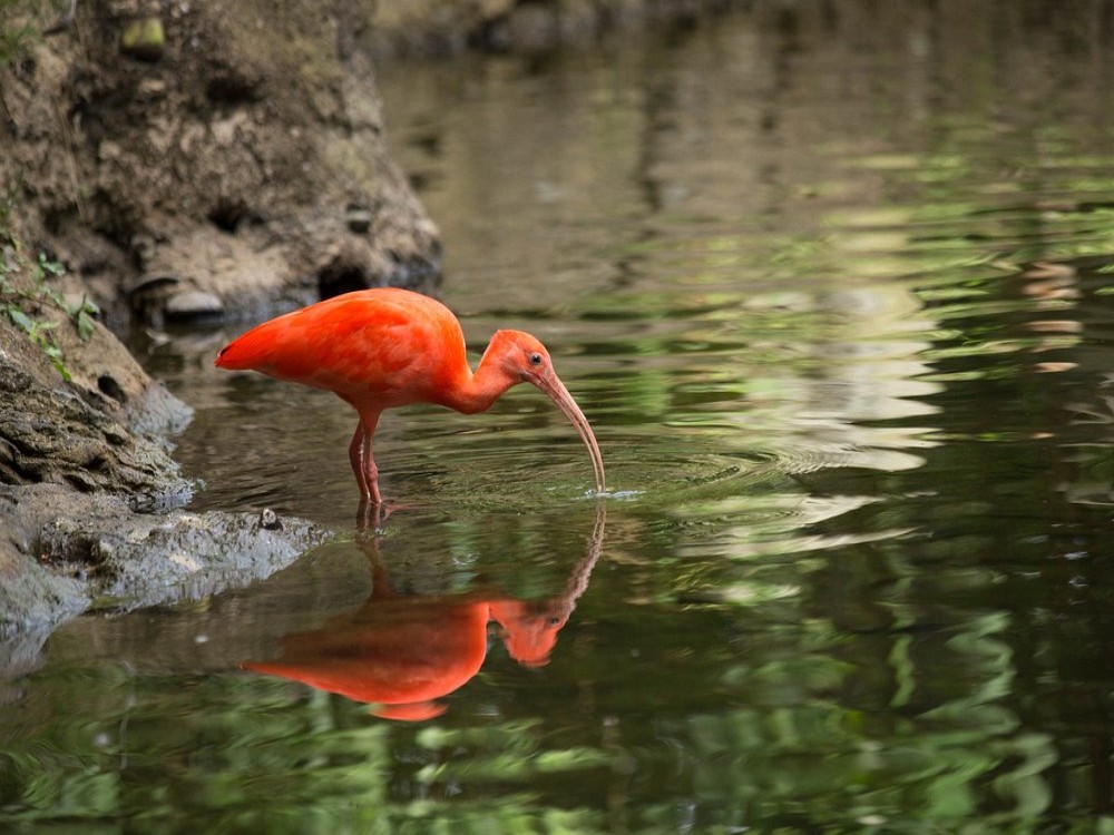 Bioparque Ukumarí