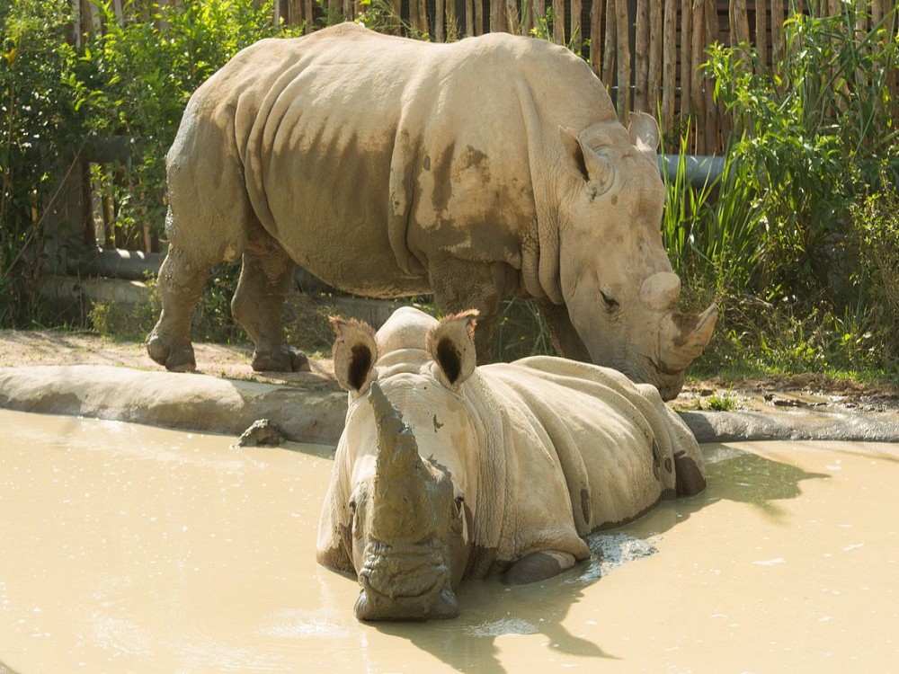 Bioparque Ukumarí