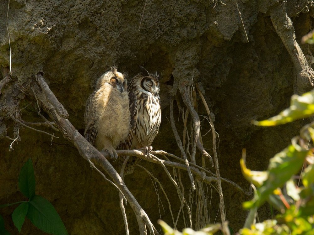 Bioparque Ukumarí