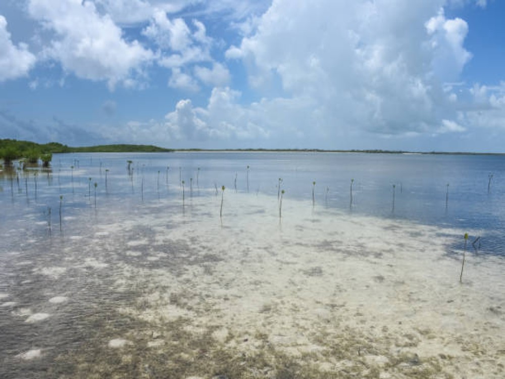 Cayo Acuario