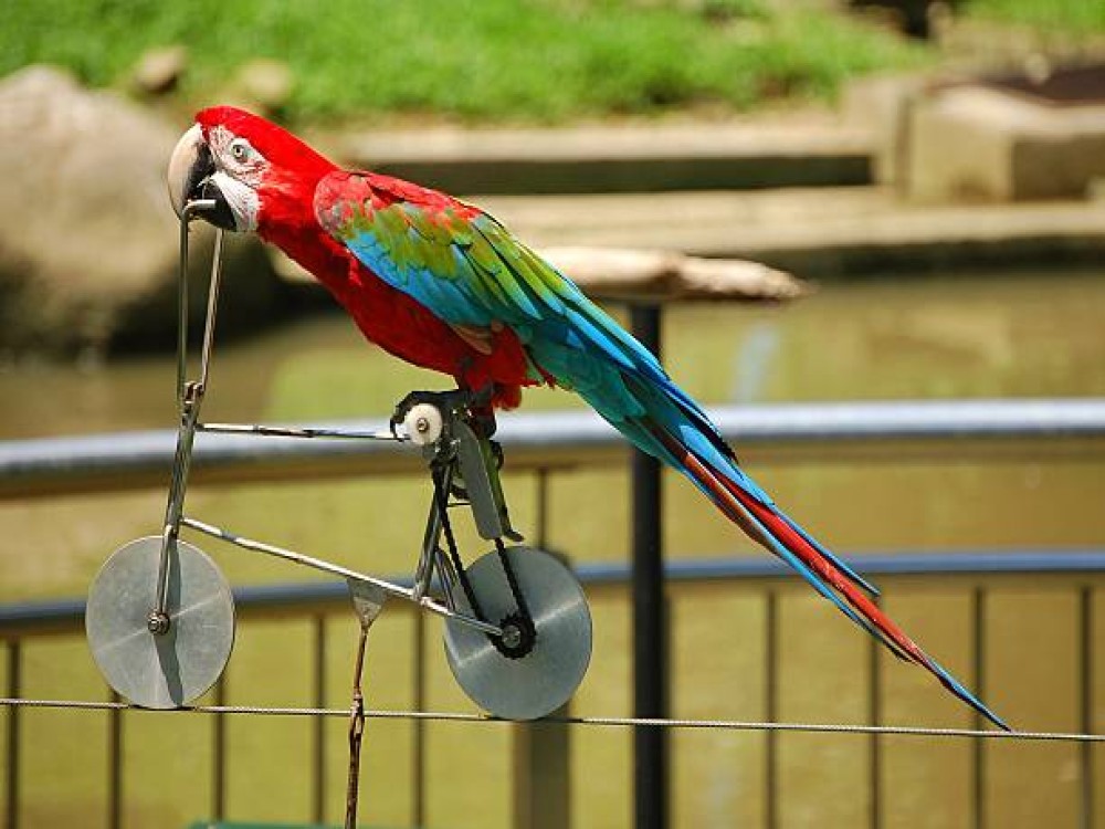 Kuala Lumpur Bird Park