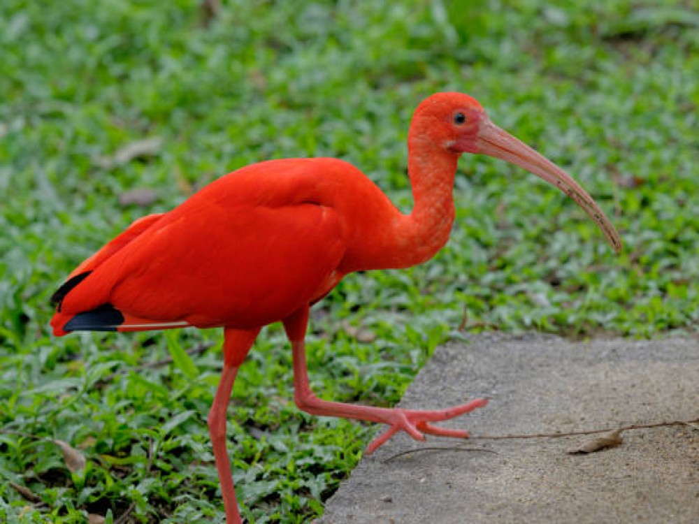 Kuala Lumpur Bird Park