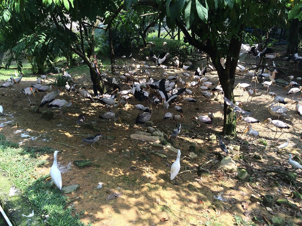 Kuala Lumpur Bird Park