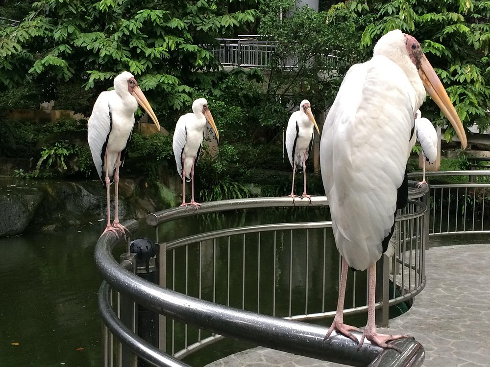 Kuala Lumpur Bird Park