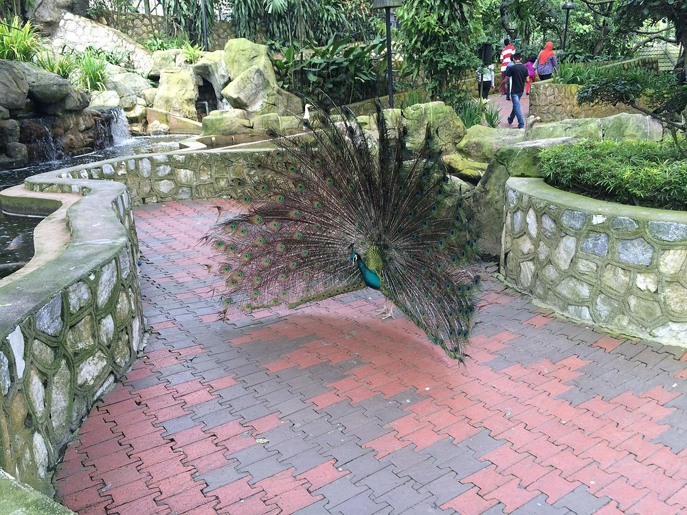 Kuala Lumpur Bird Park