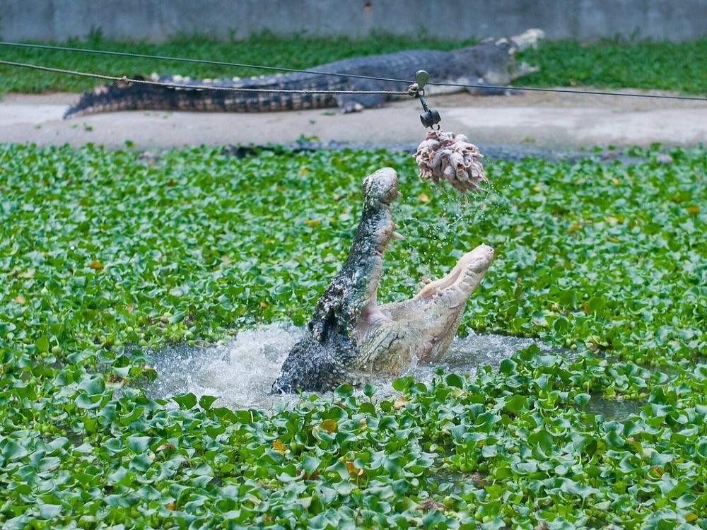 Crocodile Adventureland Langkawi