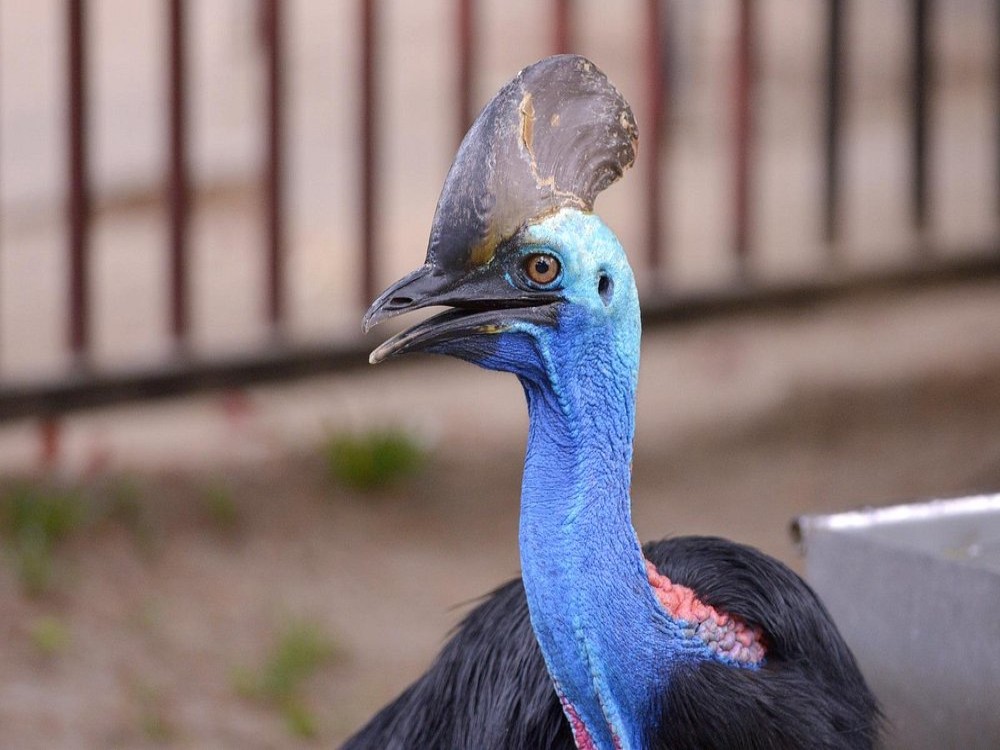 Langkawi Wildlife Park