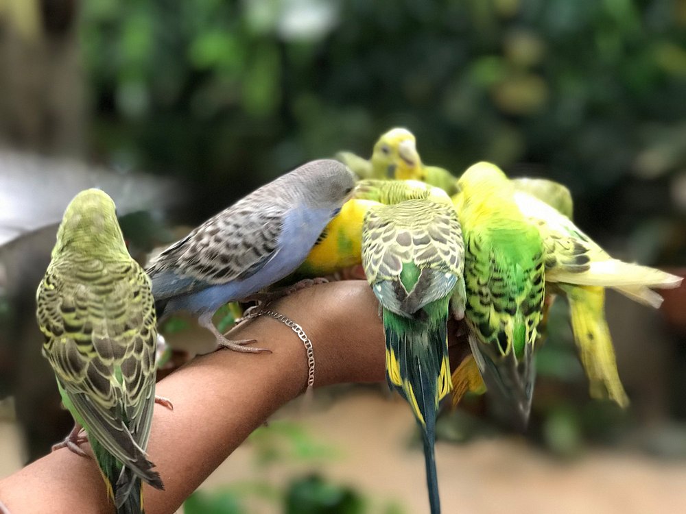 Langkawi Wildlife Park