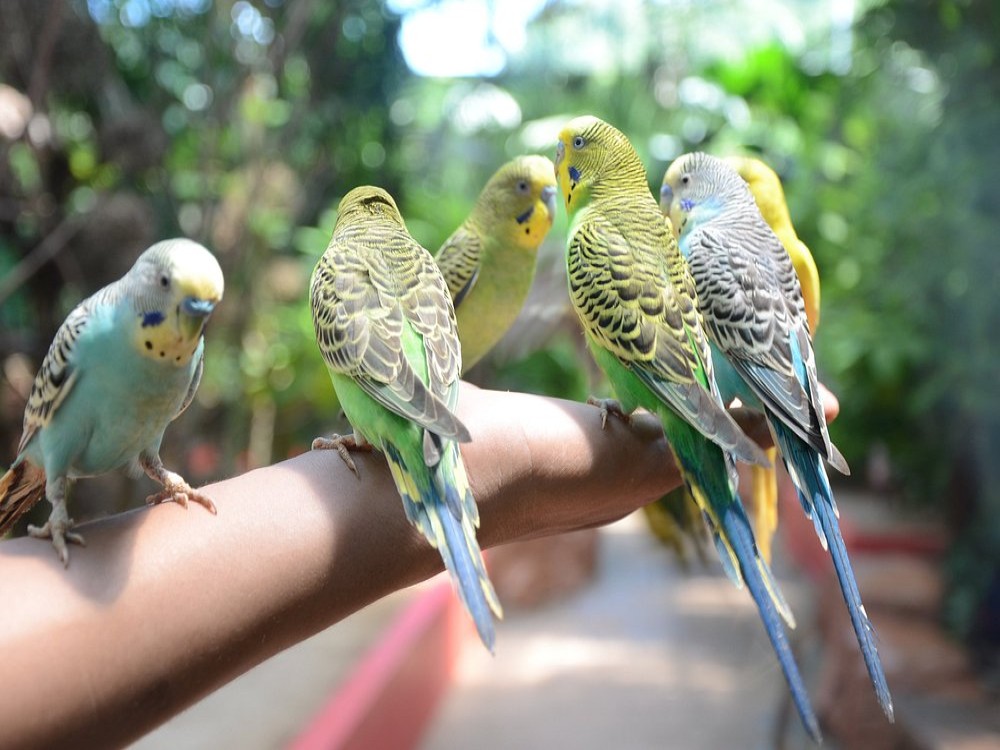 Langkawi Wildlife Park