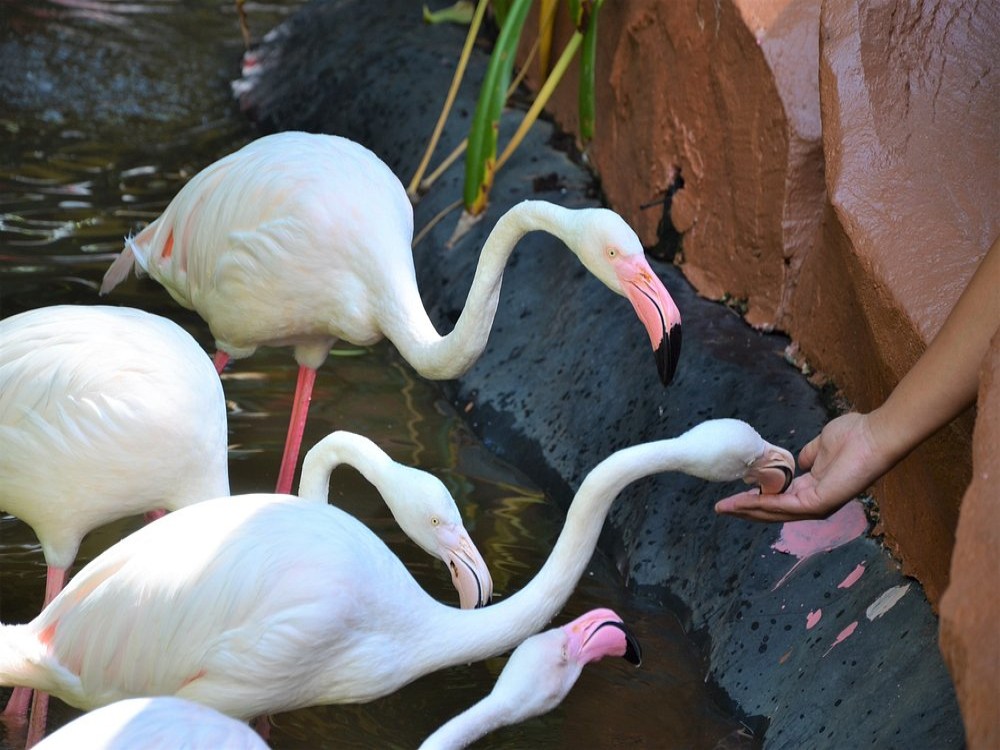 Langkawi Wildlife Park