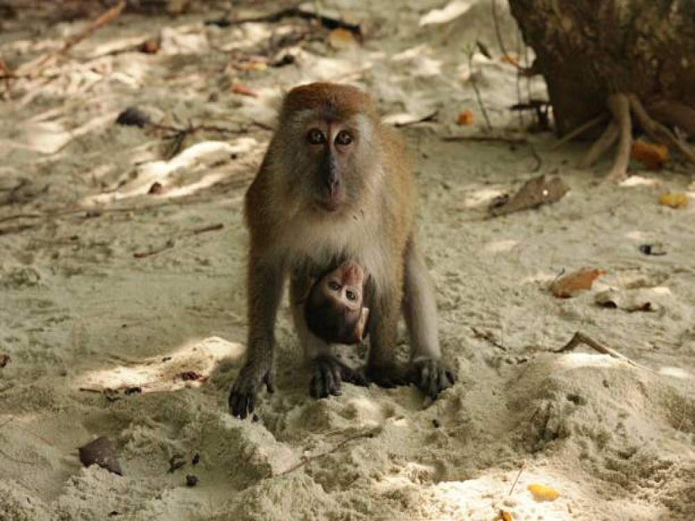 Langkawi Wildlife Park