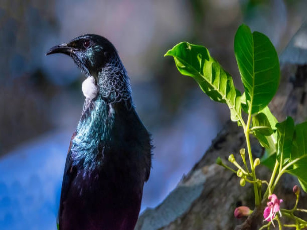 Tiritiri Matangi Island