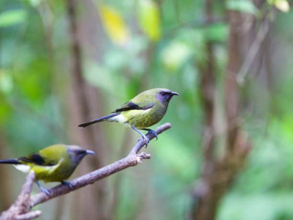 Tiritiri Matangi Island