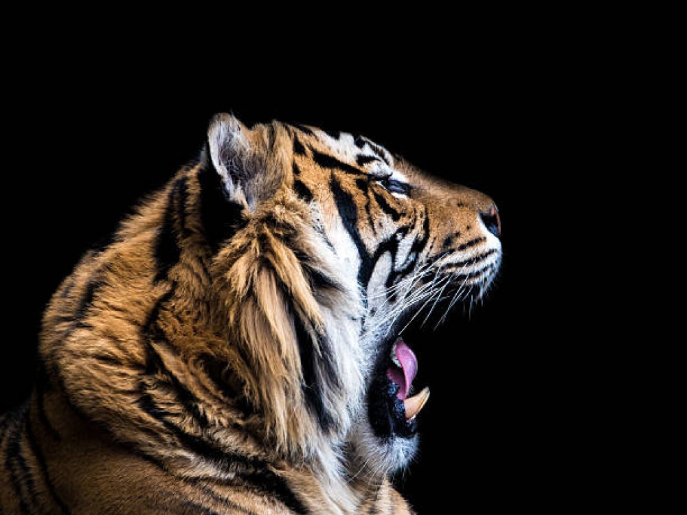 Auckland Zoo