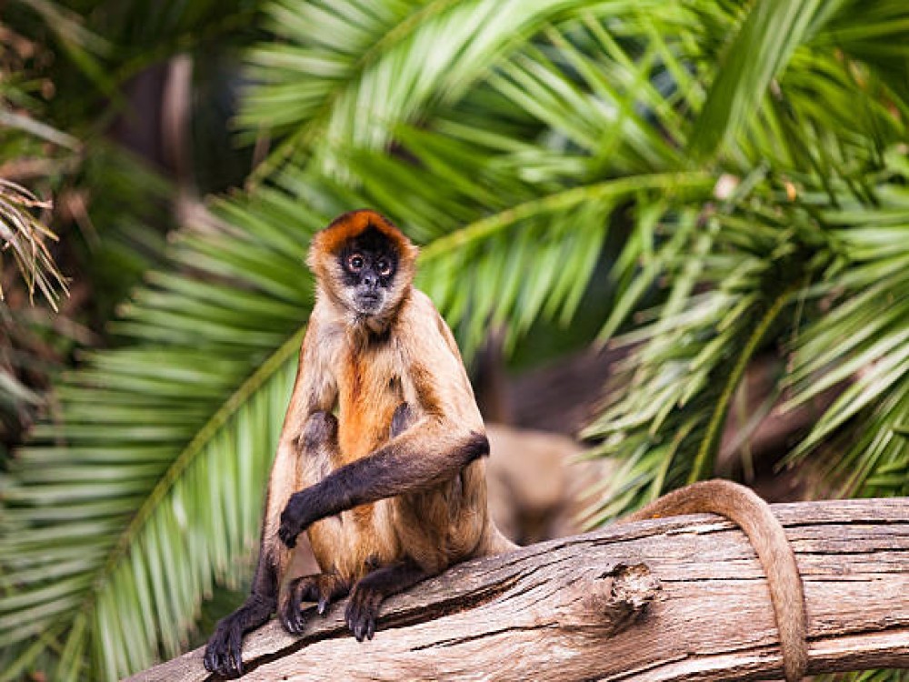 Auckland Zoo