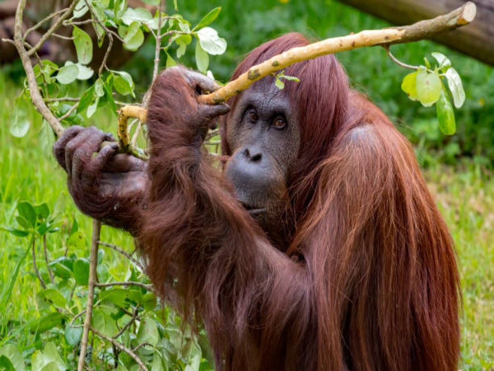Auckland Zoo
