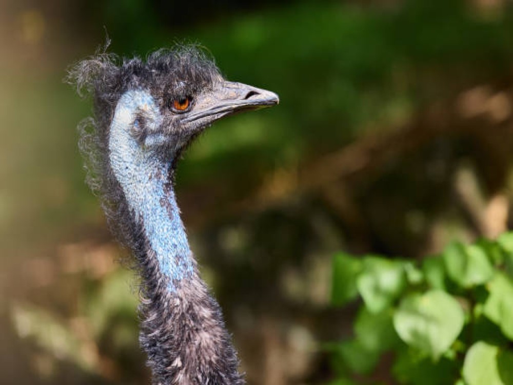 Auckland Zoo